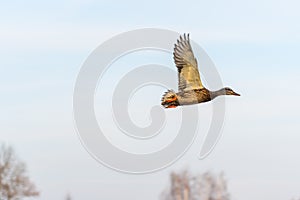 A mallard duck flying around