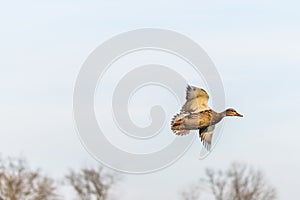 A mallard duck flying around