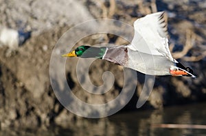 Mallard Duck Flying Low Over the Autumn Wetlands