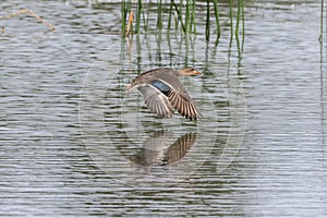Mallard duck flying over lake. Reflection in water.