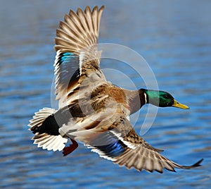 Male Mallard Duck Flying Over Water photo