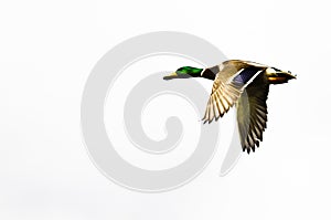 Mallard Duck Flying on a White Background