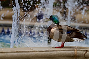 Mallard Duck at a Fountain