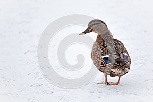 Mallard duck on a frozen lake