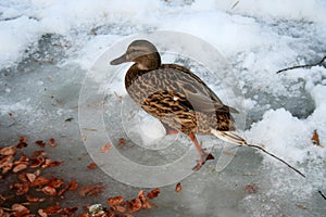 Mallard duck on a frozen pond.