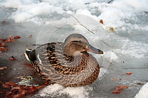 Mallard duck on a frozen pond.