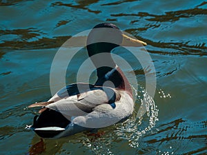 Mallard Duck Swimming Peacefully in a Serene Lake photo