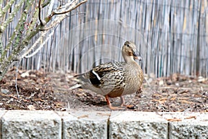 Mallard Duck Goes for a Stroll