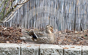 Mallard Duck Goes for a Stroll