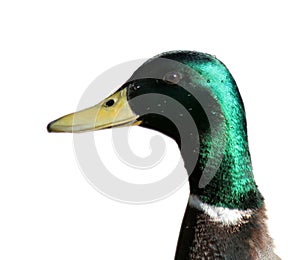 Mallard Duck Head
