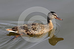 Mallard Duck (Hen)