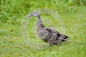 Mallard Duck Hen in Grass  802464
