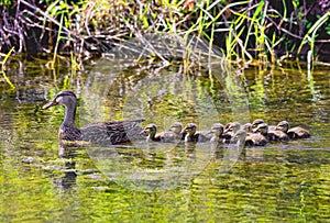 Mallard Duck With Her Baby Ducklings On Water