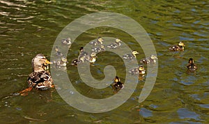 Mallard duck with her little chicks on the pond