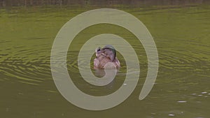 Mallard Duck | Hercules Garden, Blair Castle