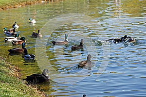 Mallard duck herd in autumn