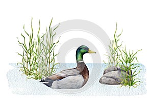 Mallard duck hiding in the water grass. Watercolor illustration. Hand drawn duck male swimming in the water with grass