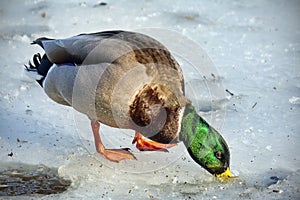 Mallard duck on the ice