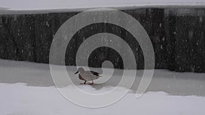 mallard duck on ice on the river it is snowing