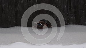 mallard duck on ice on the river it is snowing