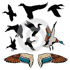 Mallard Duck Illustrations and silhouettes