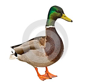 Mallard Duck Isolated