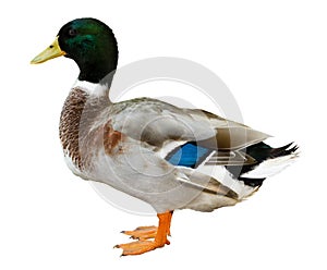 Mallard duck isolated