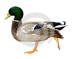 Mallard duck isolated