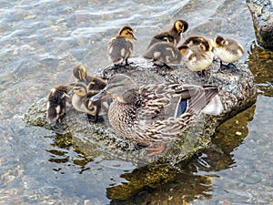 The mallard-duck and its ducklings are sitting on a stone by the water