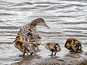 The mallard-duck and its ducklings are sitting on a stone by the water