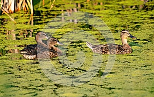 Mallard duck with juveniles in duckweed pond