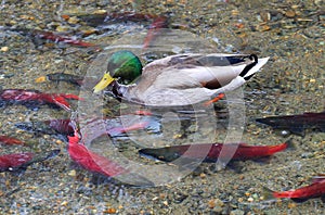 Mallard Duck and Kokanee Salmon