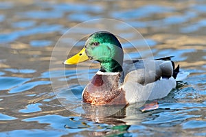 Mallard duck on the lake