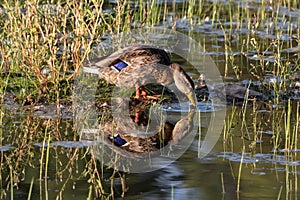 Mallard duck at lake surrounded by reeds. Reflection in water