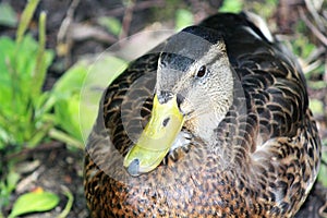 Mallard Duck on land
