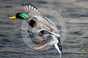 Mallard Duck Landing on the Cool Water