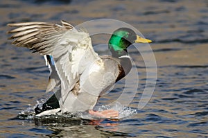Mallard Duck Landing on the Cool Water