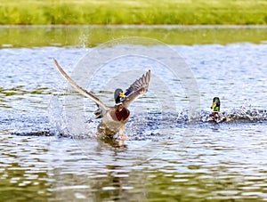 Mallard Duck Lands On Pond