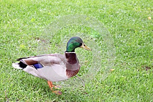 Mallard duck, Latin name Anas platyrhynchos.