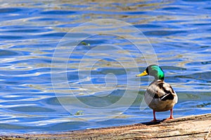 Mallard duck looking over its left shoulder