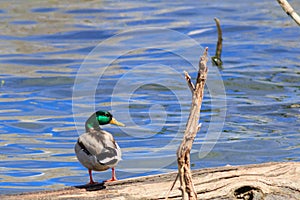 Mallard duck looking over its right shoulder