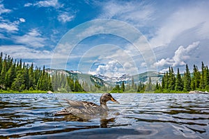 Mallard Duck at Lost Lake Colorado