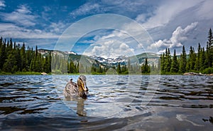Mallard Duck at Lost Lake Colorado photo