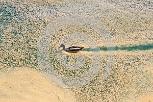 Mallard duck making it`s way trough yellow pollen on the surface of lake water.