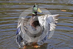 Mallard Duck