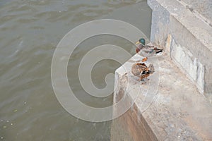 Mallard duck male and female couple perched on steps of Moskow-river embankment, copyspace on water.