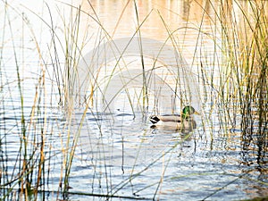 Mallard duck male swimming in a lake