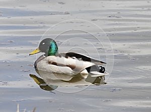 Mallard duck male on water