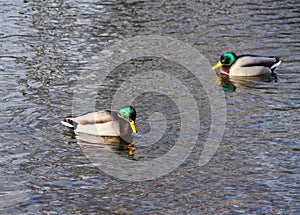 Mallard duck males