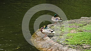 Mallard duck males on the shore of a pond